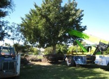 Kwikfynd Tree Management Services
bundabergsouth