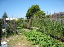 Kwikfynd Vegetable Gardens
bundabergsouth